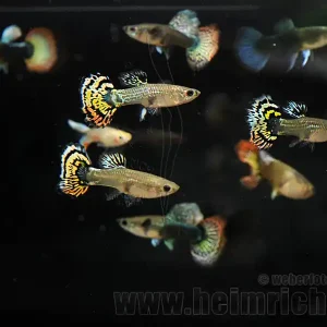 Prachtguppy weibl. 5er-Set, Mosaik mix Direkt Vom Hersteller