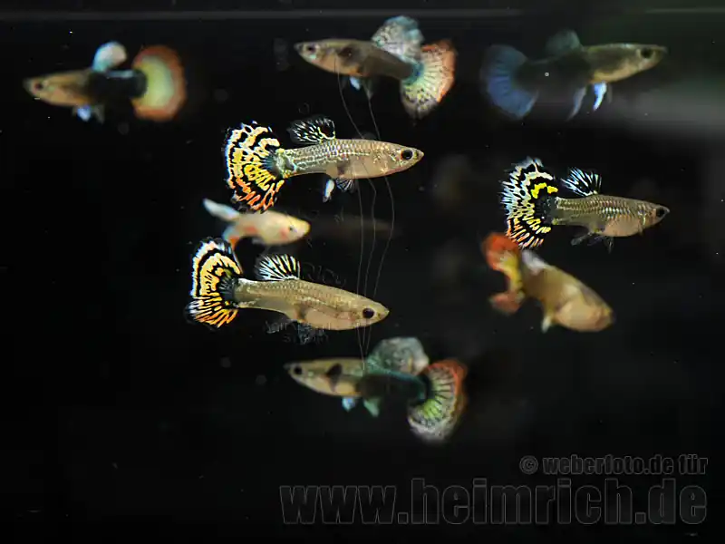 Prachtguppy weibl. 8er-Set, Mosaik mix Expressversand