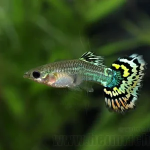 Prachtguppy weibl., Mosaik mix Neu