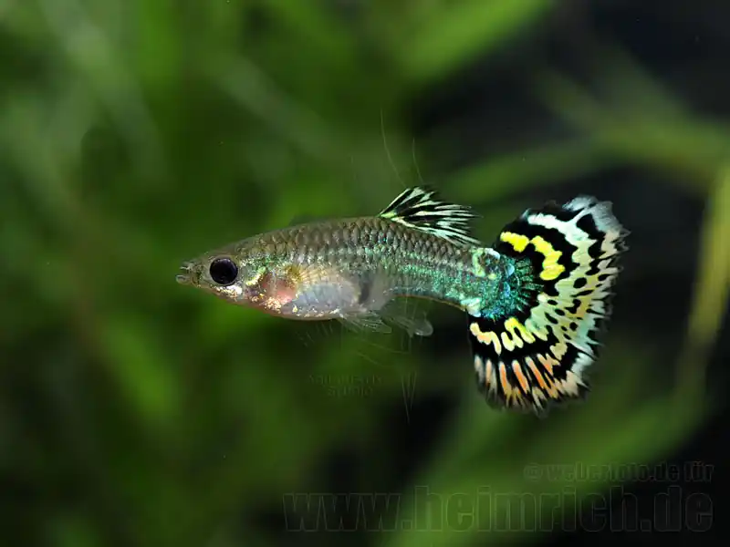 Prachtguppy weibl., Mosaik mix Neu