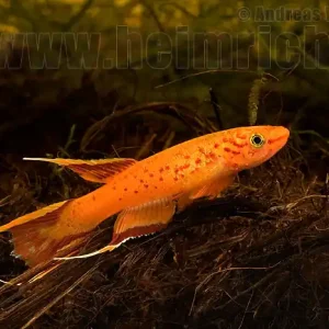 Prachtkärpfling "Kap Lopez" GOLD, lg (Aphyos. australe) Schneller Versand
