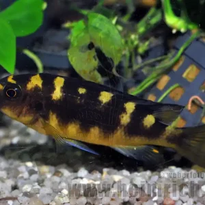 Pseudotropheus crabro (Chamäleon-Buntbarsch) Versand Am Gleichen Tag
