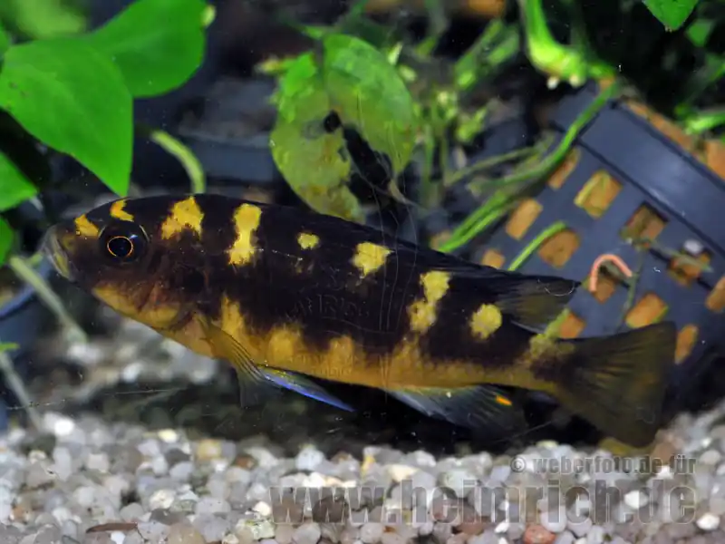 Pseudotropheus crabro (Chamäleon-Buntbarsch) Versand Am Gleichen Tag