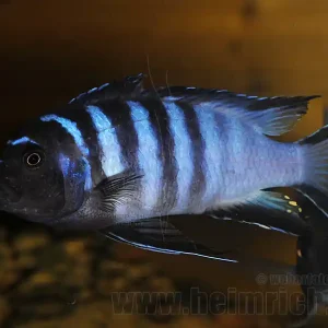 Pseudotropheus elongatus mpanga (Schmalbarsch mpanga) Jetzt Kaufen