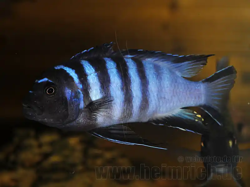 Pseudotropheus elongatus mpanga (Schmalbarsch mpanga) Jetzt Kaufen