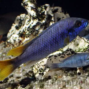 Rabatt Pseudotropheus spec. "Acei" (Blauer Gelbflossen-Maulbrüter)