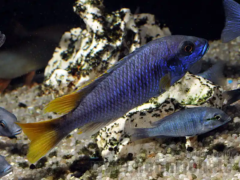 Rabatt Pseudotropheus spec. "Acei" (Blauer Gelbflossen-Maulbrüter)