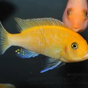 Pseudotropheus zebra 'Red Top Ice Blue', weibl. XXL Preiswert