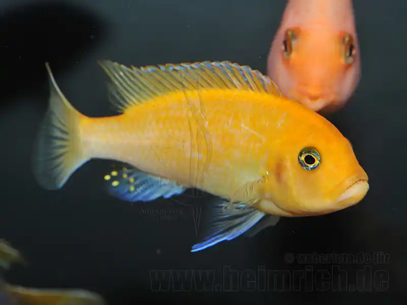Pseudotropheus zebra 'Red Top Ice Blue', weibl. XXL Preiswert
