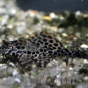 Beliebt Pterygoplichthys gibbiceps, 18cm (Wabenschilderwels)