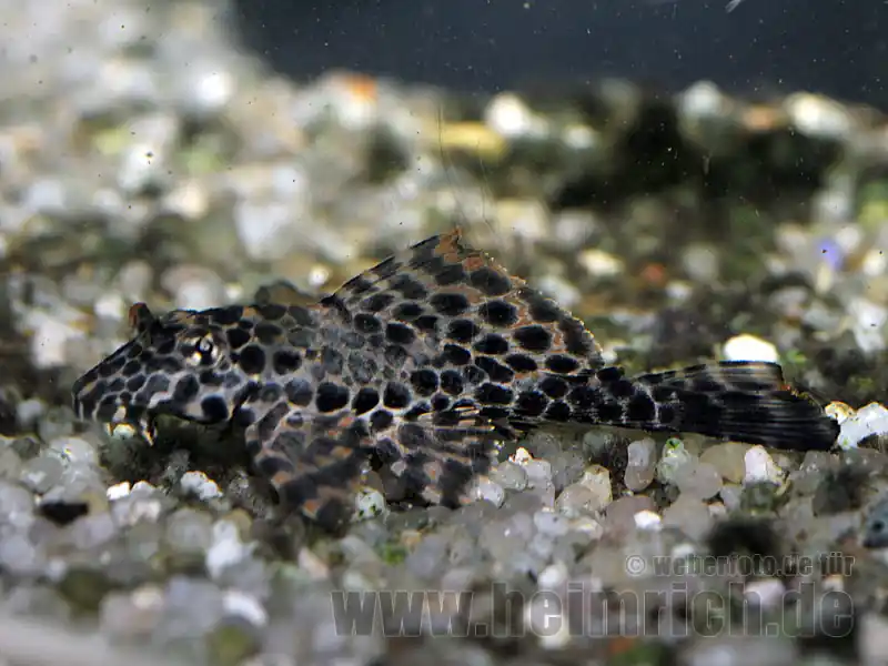 Beliebt Pterygoplichthys gibbiceps, 18cm (Wabenschilderwels)