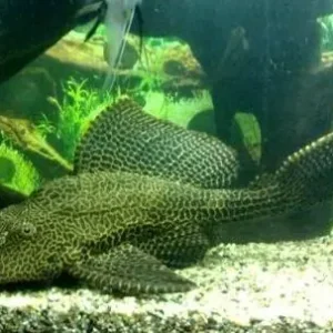 Nur Heute Pterygoplichthys gibbiceps, 25cm (Wabenschilderwels)