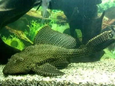 Nur Heute Pterygoplichthys gibbiceps, 25cm (Wabenschilderwels)