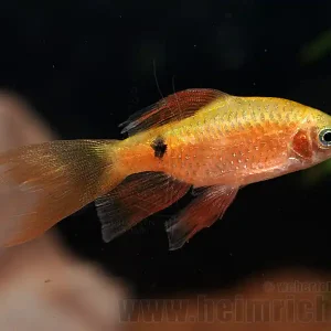 Echt Puntius conchonius, spec. Schleier (Schleier-Prachtbarbe)