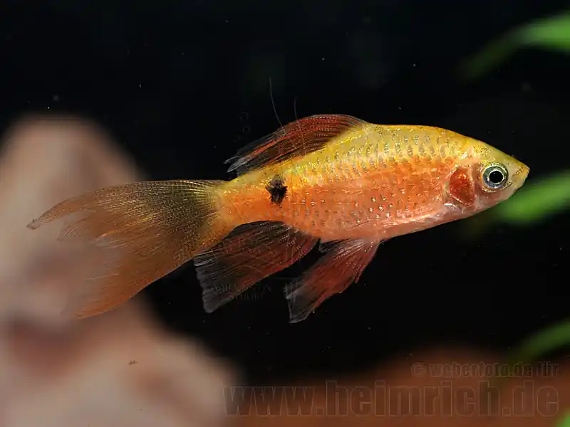 Schnäppchen Puntius conchonius, spec. Schleier, 10er-Gruppe (Schleier-Pracht