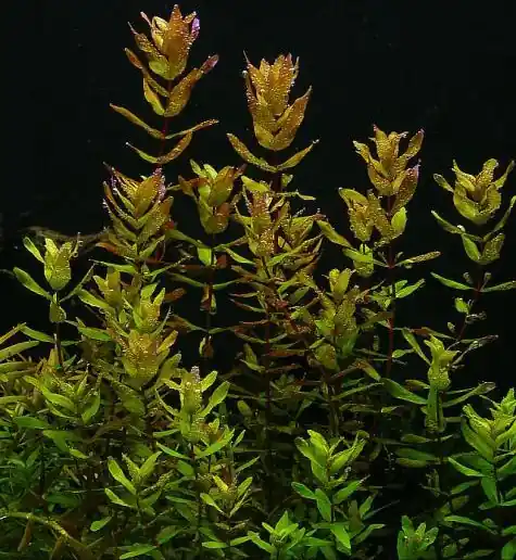 Rotala macrandra grün Bestseller