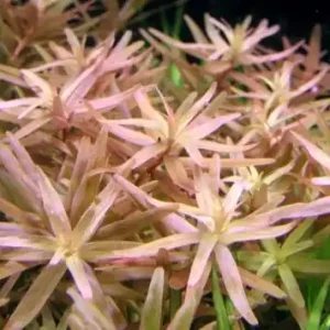 Rotala rotundifolia Geprüft