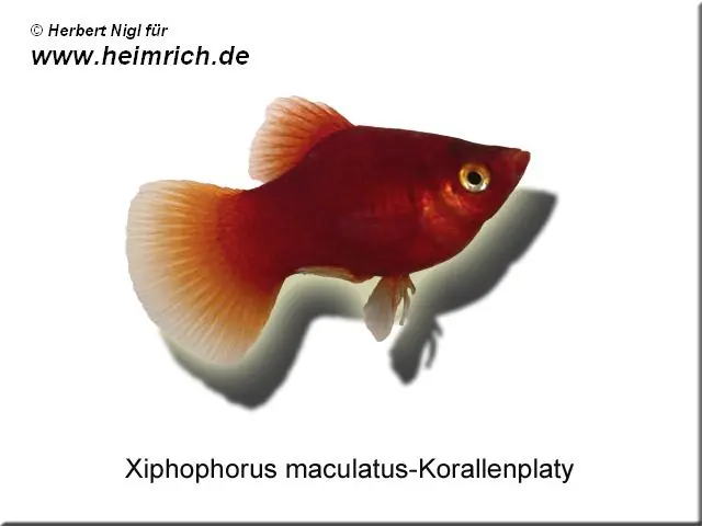 Aktuell Roter Korallenplaty, lg (Xiph. mac., spec. red corall)