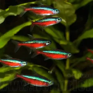Roter Neon, 30 Stück large(Paracheirodon axelrodi) Heißes Angebot