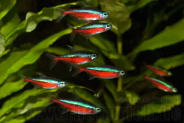 Roter Neon, XL (Paracheirodon axelrodi) Must-Have