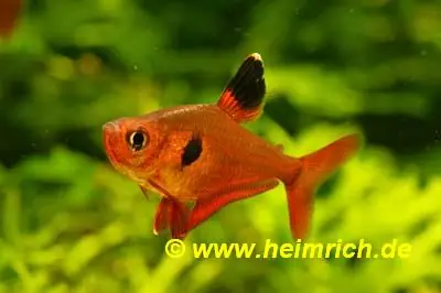 Sichere Zahlung Roter Phantomsalmler, large (Hyphessobrycon sweglesi)