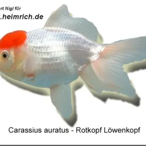 Rotkopf Löwenkopf, 6cm (Carrasius auratus) Bestseller
