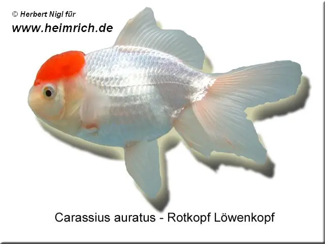 Rotkopf Löwenkopf, 6cm (Carrasius auratus) Bestseller