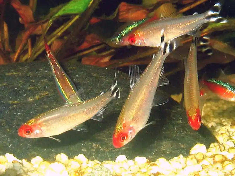 Mega-Angebot Rotkopfsalmler, 30 Stück large (Hemigrammus bleheri)