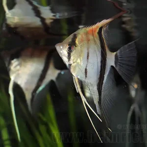Rotrücken-Skalar, 2 Stück large (Pterophyllum spec.) Ausverkauf