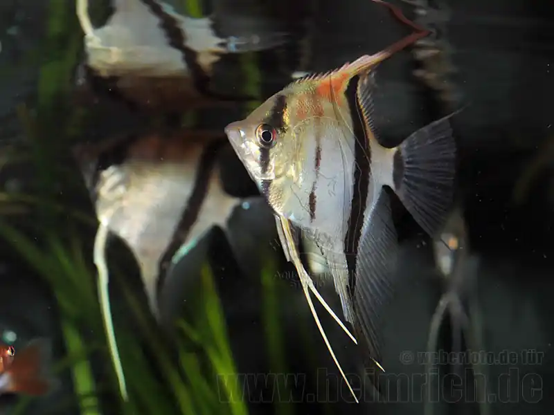 Rotrücken-Skalar, 2 Stück large (Pterophyllum spec.) Ausverkauf
