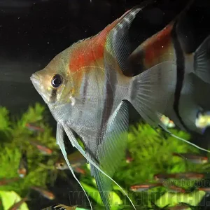 Wochenendangebot Rotrücken-Skalar, XXL Zuchtpaar (Pterophyllum spec.)