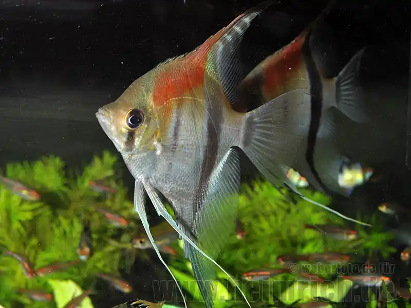 Wochenendangebot Rotrücken-Skalar, XXL Zuchtpaar (Pterophyllum spec.)