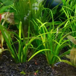 Finale Aktion Sagittaria subalatus
