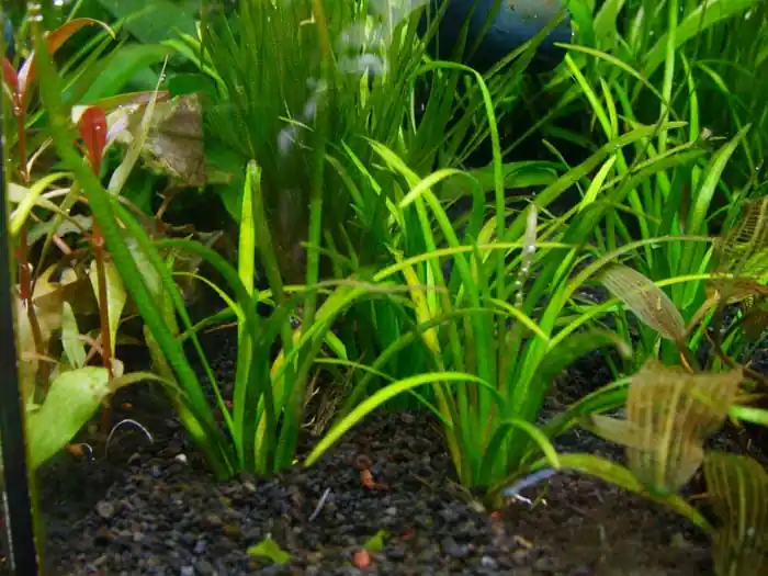 Finale Aktion Sagittaria subalatus