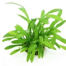 Sagittaria teres Super-Preis