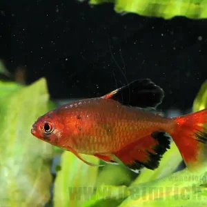 Schleierblutsalmler, 10 Stück lg (Hyphessobrycon eques) Neu