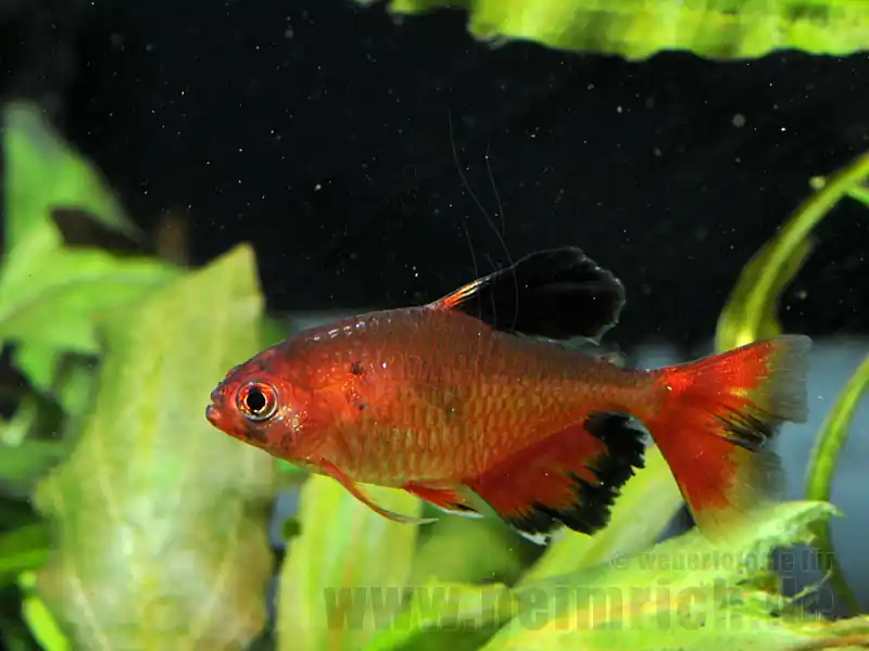 Schleierblutsalmler, 10 Stück lg (Hyphessobrycon eques) Neu
