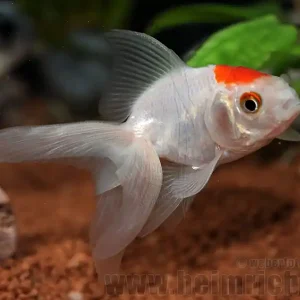 Schleierschwanz, 6cm "TANCHO" (Carrasius auratus) Sonderaktion