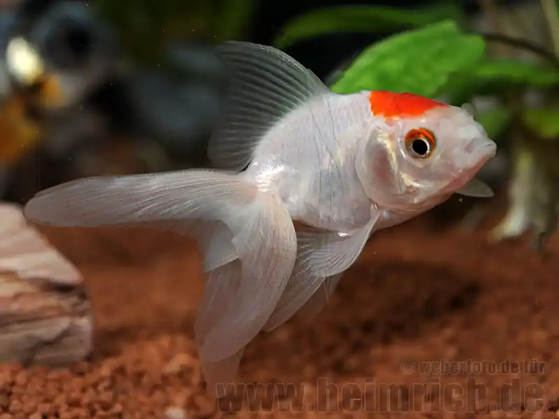 Schleierschwanz, 6cm "TANCHO" (Carrasius auratus) Sonderaktion