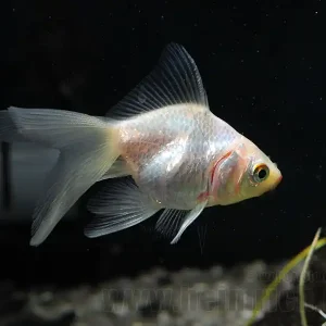 Begrenztes Angebot Schleierschwanz, 6cm "Weiss" (Carrasius auratus)
