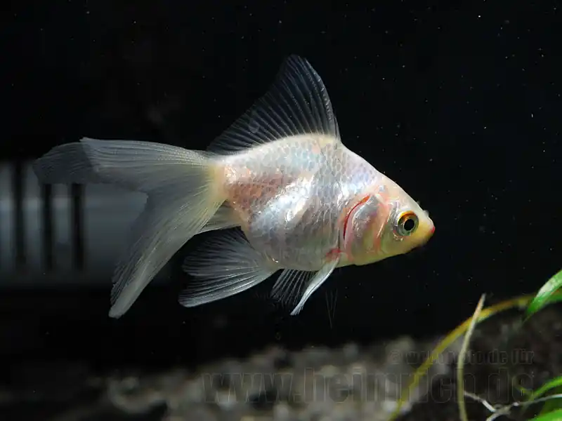 Begrenztes Angebot Schleierschwanz, 6cm "Weiss" (Carrasius auratus)