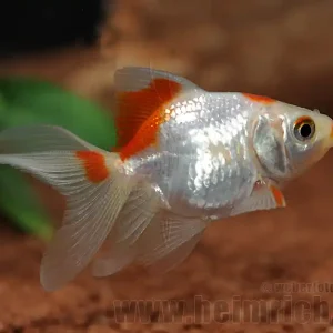 Bestpreis Schleierschwanz, 6cm "White/ Red spottet" (Carrasius a