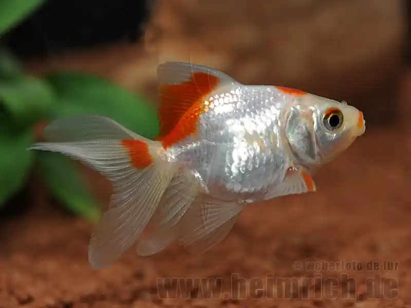 Bestpreis Schleierschwanz, 6cm "White/ Red spottet" (Carrasius a