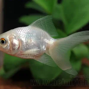 Schleierschwanz, 8cm "Weiss" (Carrasius auratus) Angebot