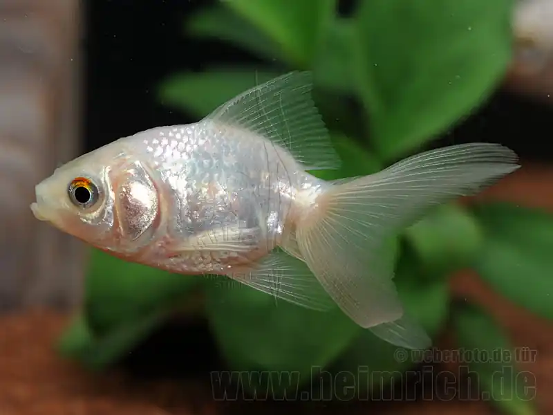 Schleierschwanz, 8cm "Weiss" (Carrasius auratus) Angebot
