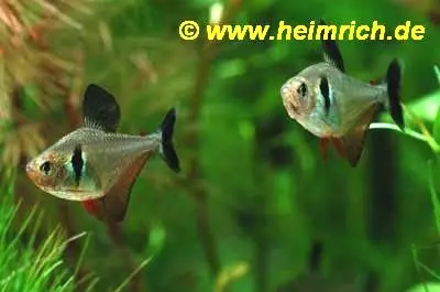 Beliebt Schwarzer Phantomsalmler, lg (Hyphessobrycon megalopterus)