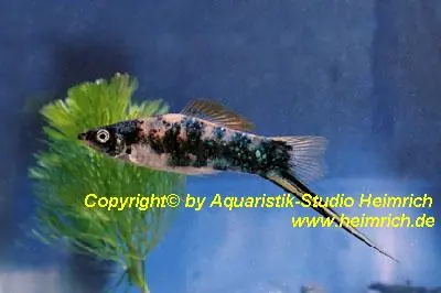 Schwertträger "Blue Calico", lg (Xiph. hellerie, spec. Blue Cali Bestpreis