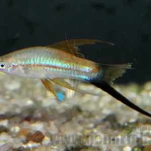Schwertträger "Flamingo Wagtail Schleier", lg (Xiph. hell., spec Sichere Zahlung