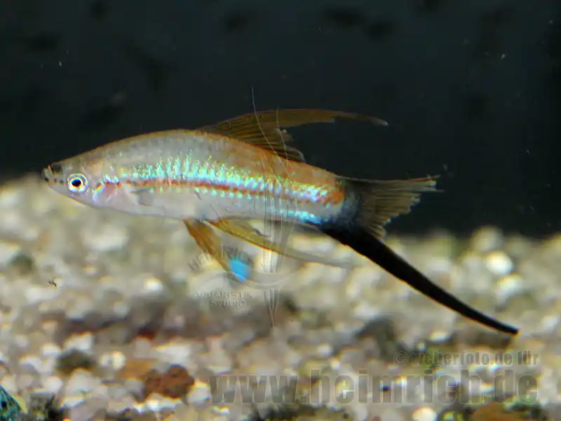 Schwertträger "Flamingo Wagtail Schleier", lg (Xiph. hell., spec Sichere Zahlung