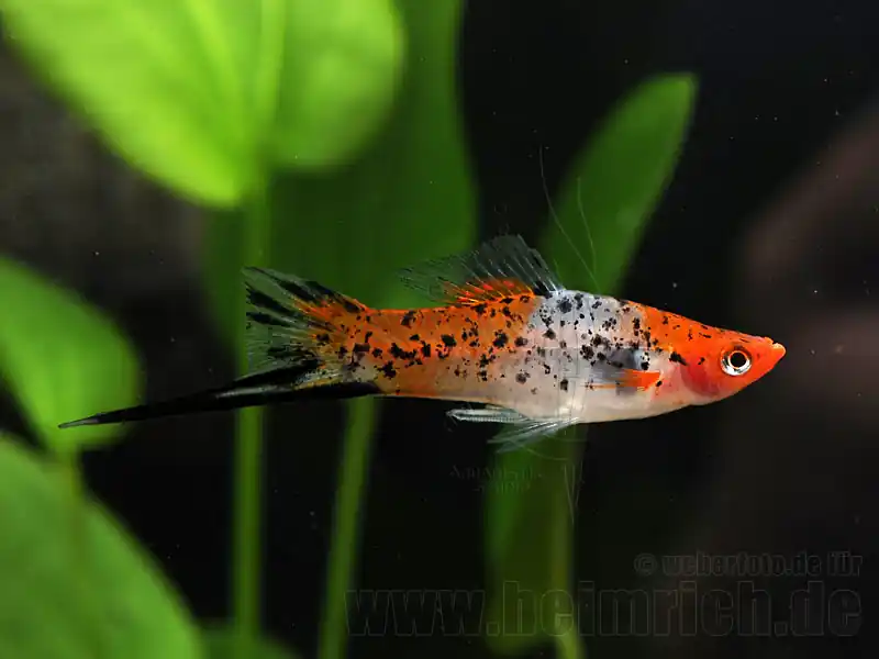 Schwertträger "KOI" SHOWA, lg männ. (Xiph. hell., spec. KOI) Beliebt
